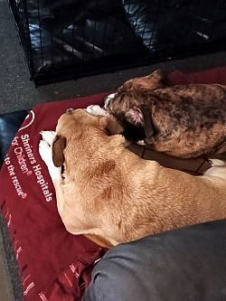 Pet(s) of the Month: Lucky & Ryder!