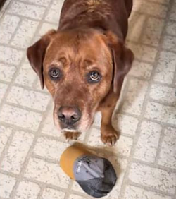 Pet of the Month: LEO!